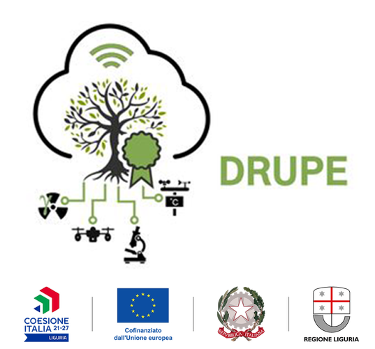 DRUPE.png
